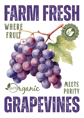 Farm Fresh Grapevines Watercolor Illustration
