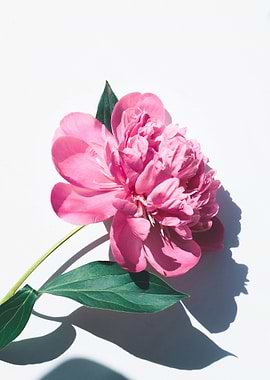 Pink Peony Blossom on White