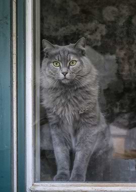 Gray Cat Looking Through Window