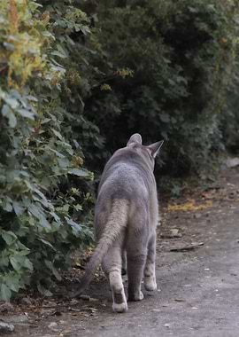 Gray Cat Walking Away