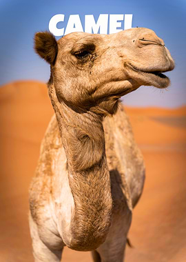 Camel Portrait