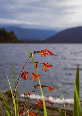 Orange Flowers by the Lake