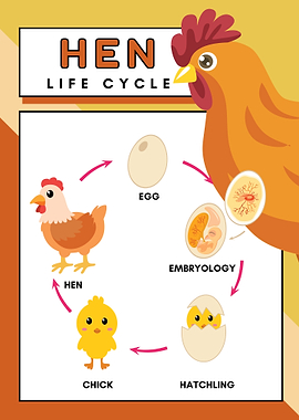 Hen Life Cycle Diagram