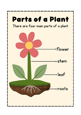 Parts of a Plant Diagram