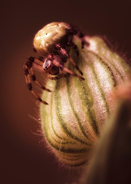 Spider on a Bud