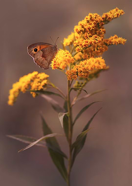 Butterfly on Goldenrod Flower