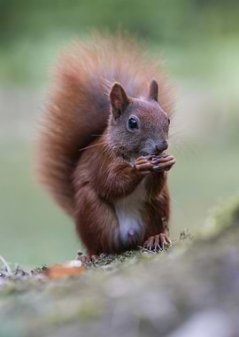 Red Squirrel Eating