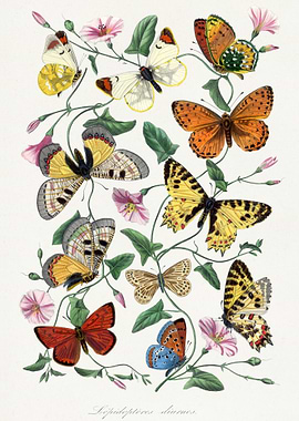 Vintage Butterfly and Flower Illustration