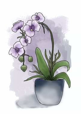 Potted Orchid Illustration