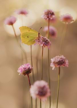Yellow Butterfly on Pink Flowers