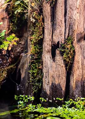 Mossy Tree Trunk in Water