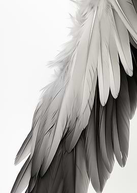 Monochrome Feathers Art