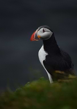 Atlantic Puffin Portrait