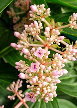 Soft Pink with Purple