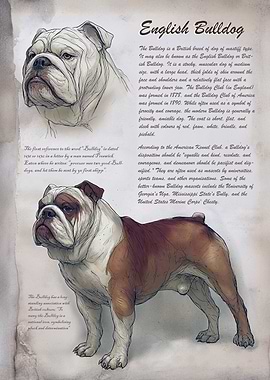 English Bulldog Illustration with Text