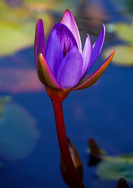 Purple Water Lily Blossom Close-Up