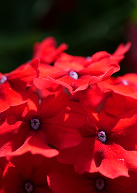 Red verbena flowers