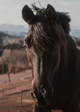 Majestic Dark Horse Portrait