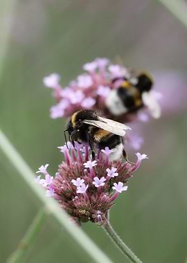 Bumblebees on Verbena Flowers