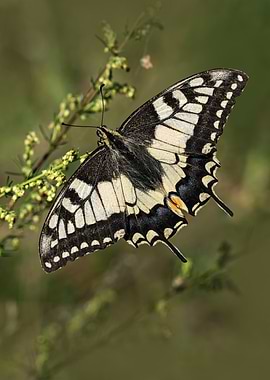 Swallowtail Butterfly on Green Plant
