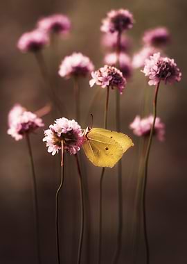 Butterfly on Pink Flowers
