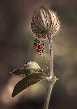 Spider on a flower bud