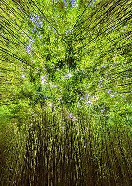 Lush Bamboo Forest Canopy View