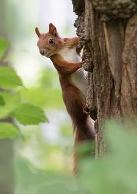 Squirrel climbing a tree