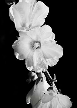 Monochrome Floral Beauty