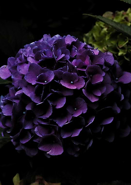 Purple Hydrangea Blossom
