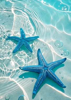 Starfish Clear Water