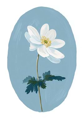 White Anemone Flower on Blue Background