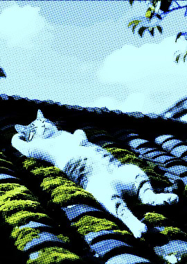 Cat Nap on the Roof