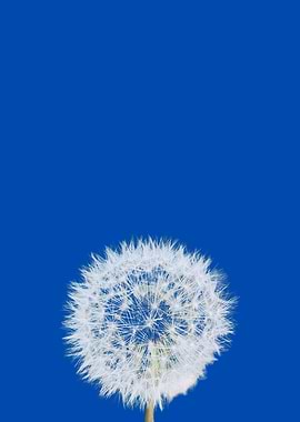 Minimalist Dandelion in Blue - Portrait