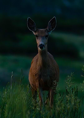 Deer in the Tall Grass