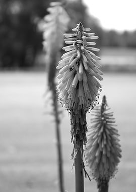 Black and White Kniphofia Flowers