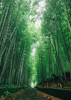 Lush Green Bamboo Forest Pathway