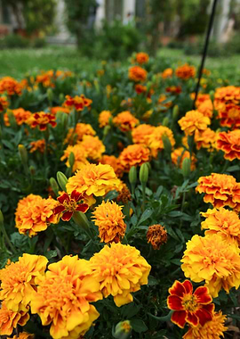 Marigold Flowers in Bloom