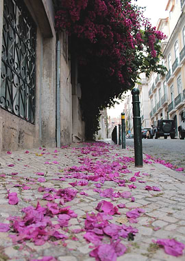 Bougainvillea Petals on Lisbon street
