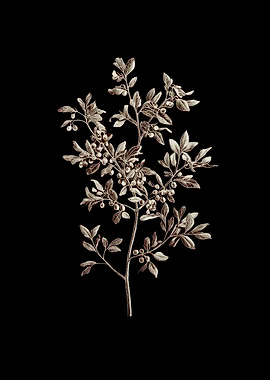 Botanical Illustration on Black Background