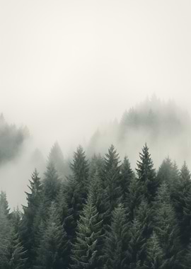 Forest Evergreen Trees