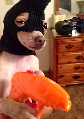 Dog Burglar with Toy Gun