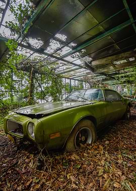 Nature Reclaims the Firebird