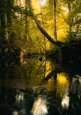 Forest Stream Reflection