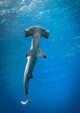 Hammerhead Shark in Blue Ocean