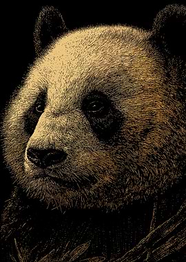 Panda Bear Portrait Illustration