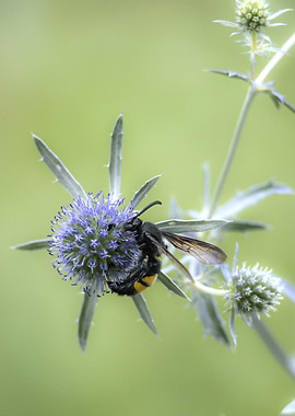 Wasp on Blue Globe Thistle Flower