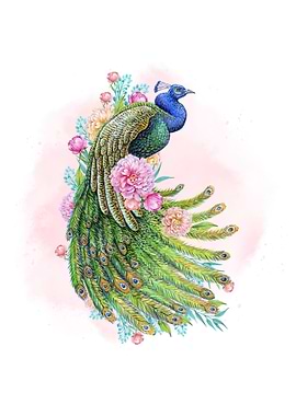 Peacock and Floral Watercolor Illustration