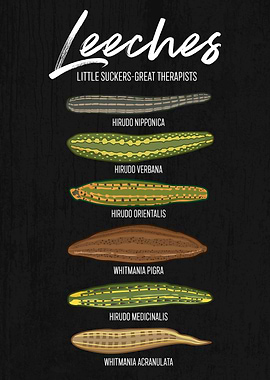 Leeches: Little Suckers, Great Therapists