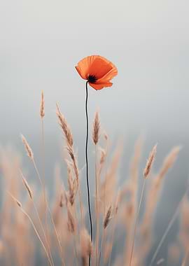 Single Poppy in a Field